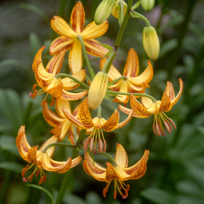 Krollija-Lilium Martagon Sunny Morning 1-pack NYHET